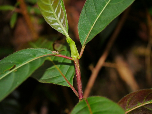 Image of Cinchona calisaya by (c) Jacy Chen, some rights reserved (CC BY)
