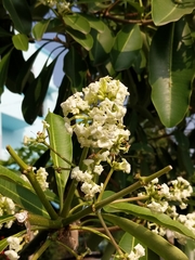 Alstonia scholaris