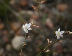 Chlorophytum crispum