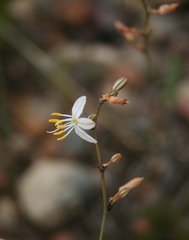 Chlorophytum crispum