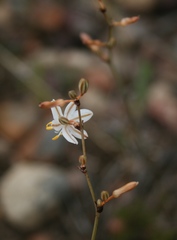 Chlorophytum crispum