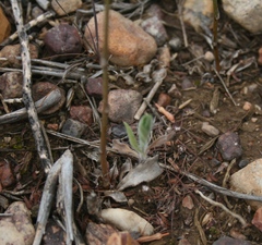 Chlorophytum crispum