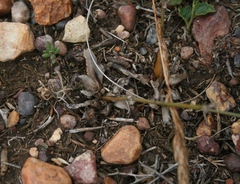 Chlorophytum crispum