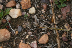 Chlorophytum crispum