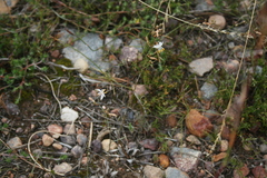 Chlorophytum crispum