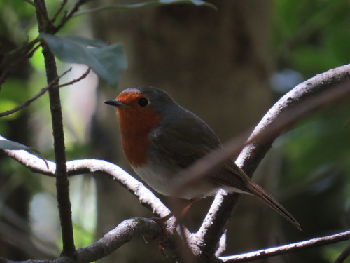 Petirrojo tinerfeño (Erithacus superbus)