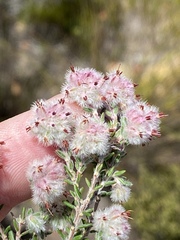 Erica pilosiflora