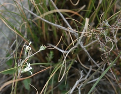 Wahlenbergia cinerea