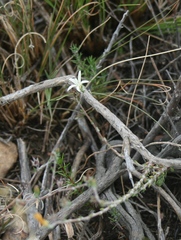 Wahlenbergia cinerea