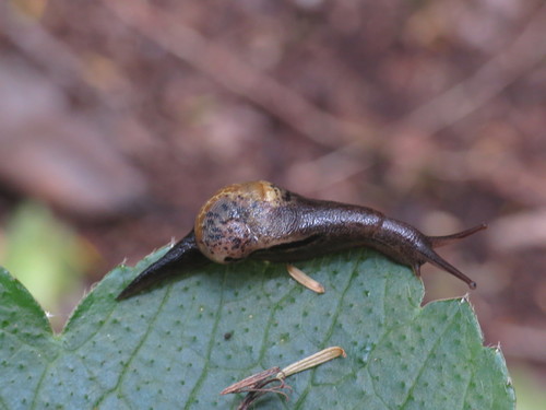 Insulivitrina lamarckii