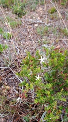 Wahlenbergia cinerea