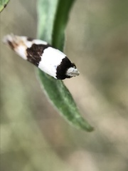Zonopetala decisana