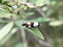 Zonopetala decisana