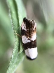 Zonopetala decisana