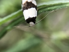 Zonopetala decisana