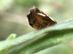 Zonopetala decisana