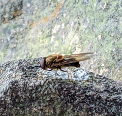 Rhingia
