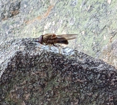 Rhingia
