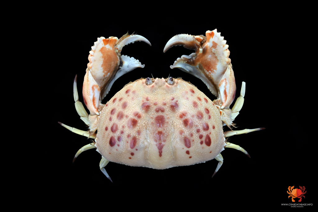 Photo of Shame-faced crab (Calappa granulata)