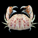 Mediterranean Shame-faced Crab - Photo (c) Ondřej Radosta, some rights reserved (CC BY-NC)
