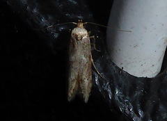 Endrosis sarcitrella