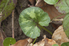 Ficaria verna calthifolia