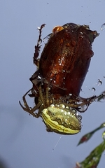 Larinia chloris