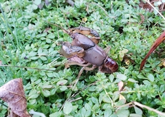 Fallicambarus harpi