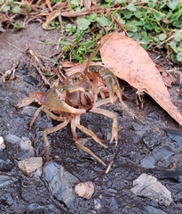 Fallicambarus harpi