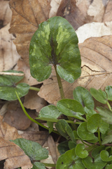 Ficaria verna calthifolia
