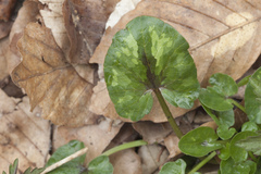 Ficaria verna calthifolia