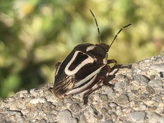 Perillus circumcinctus