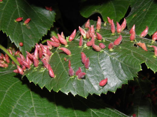 Liepinė gyslinė erkė