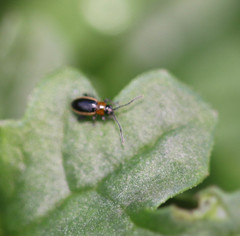 Longitarsus dorsalis