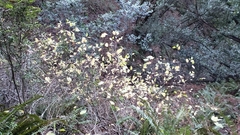 Dirca occidentalis
