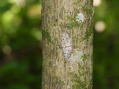 Eupithecia abietaria