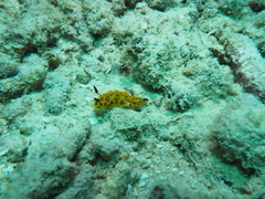 Halgerda indotessellata