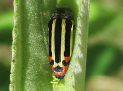 Acmaeodera grata