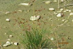 Cyperus imbricatus