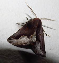 Drepanogynis ectoglauca