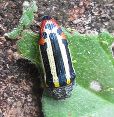 Acmaeodera grata