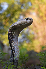 Indian Cobra photo 3