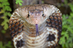 Indian Cobra photo 4