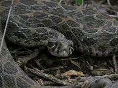 Crotalus polystictus