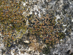 Psora pseudorussellii