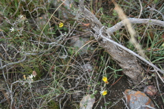 Wahlenbergia cinerea