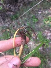 Cyperus aggregatus
