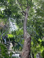 Dipterocarpaceae