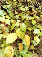 Plectranthus verticillatus