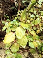 Plectranthus verticillatus